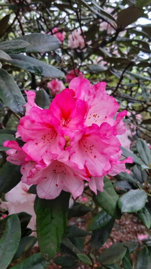 'Wally Miller'
